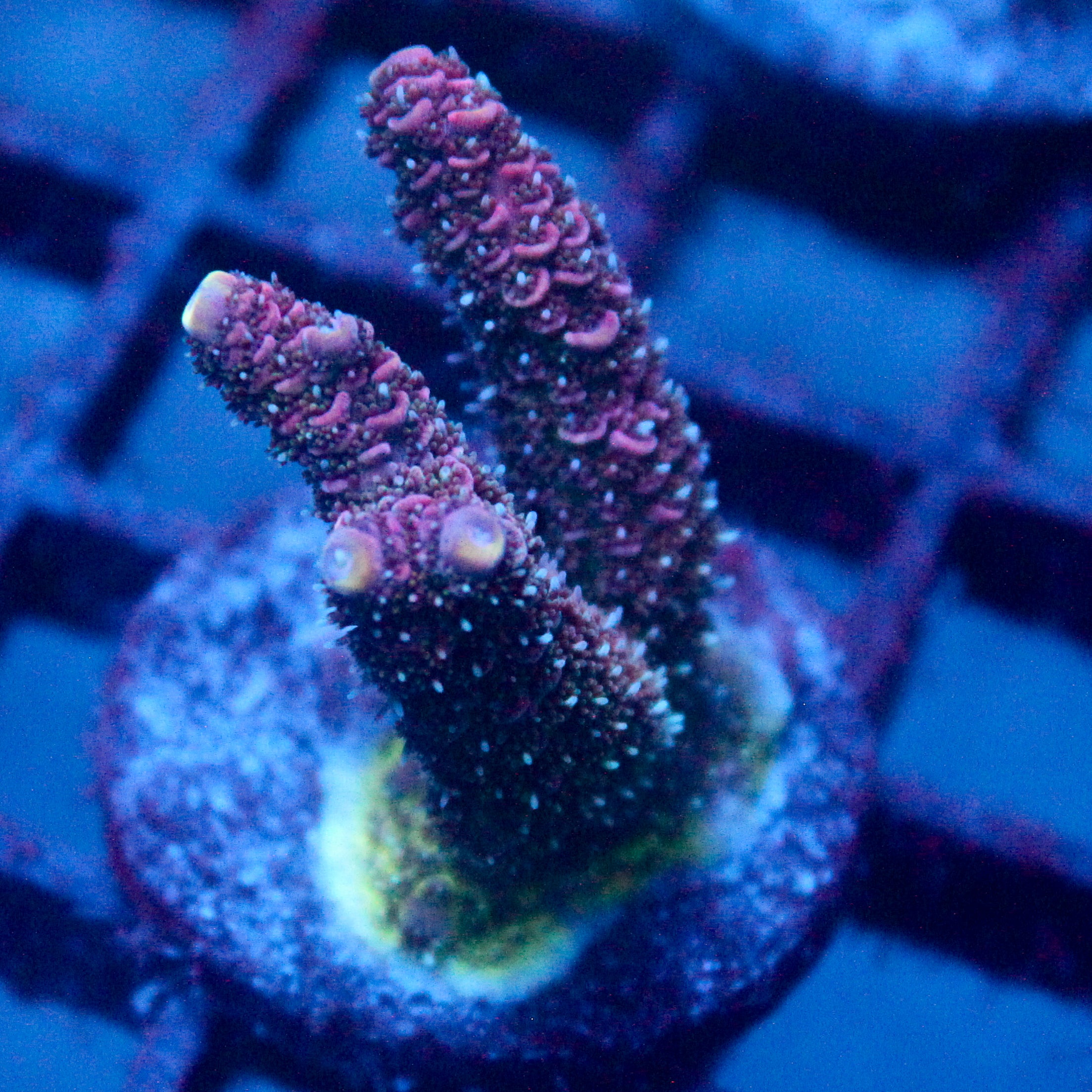 JC Pink Walker Acro