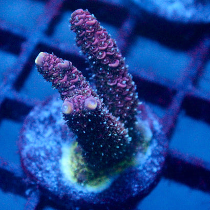 JC Pink Walker Acro