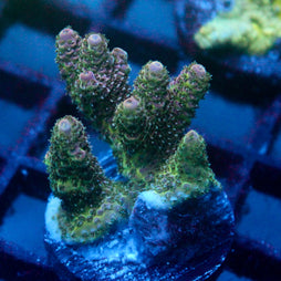 JC Green Garden Acro