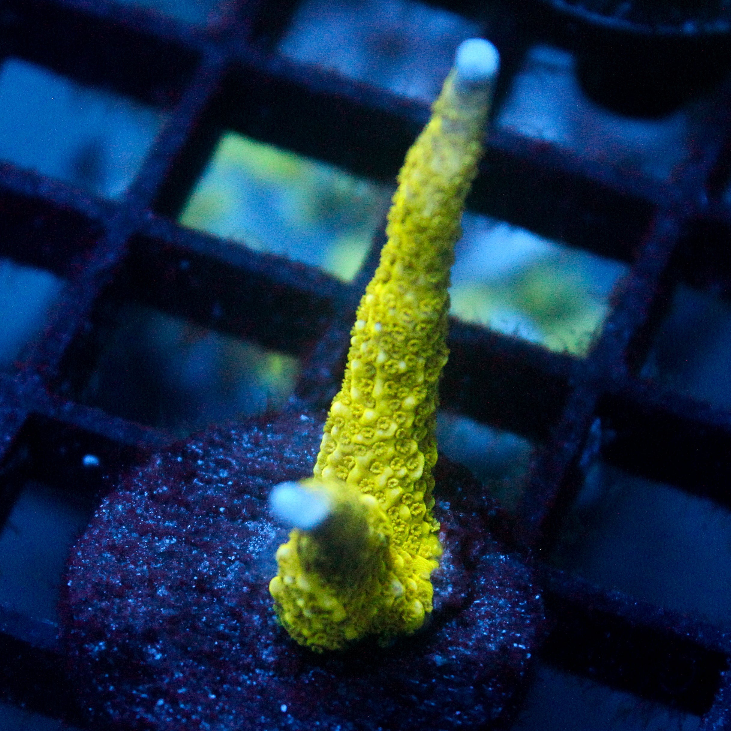 JC Neon Green Digi Monti