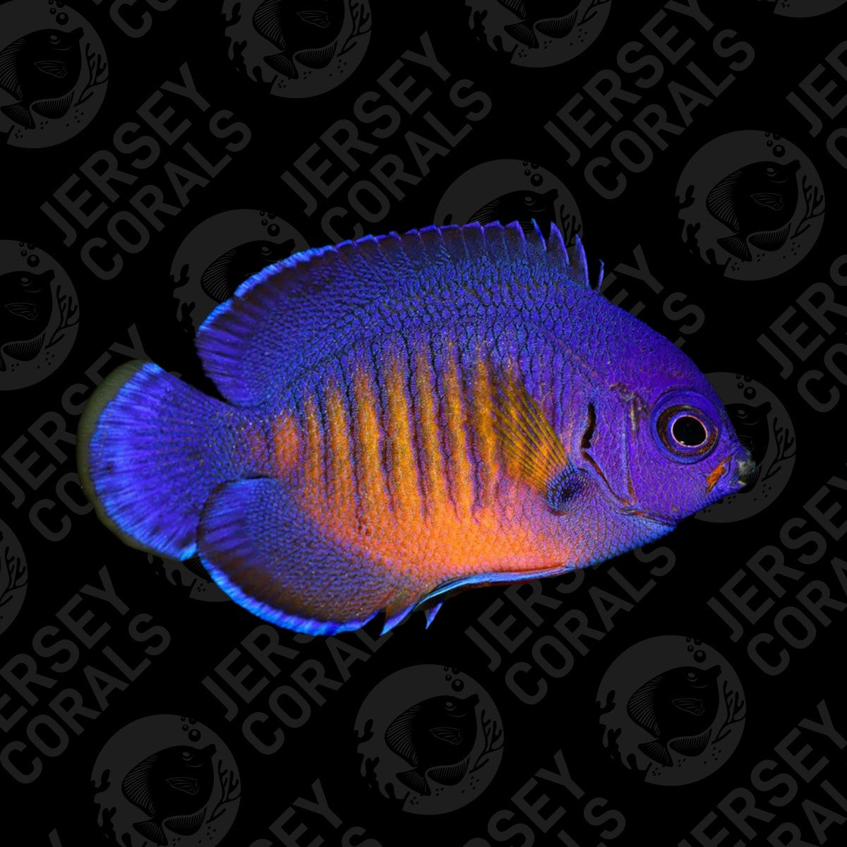 Biota Coral Beauty 1.25-1.5"
