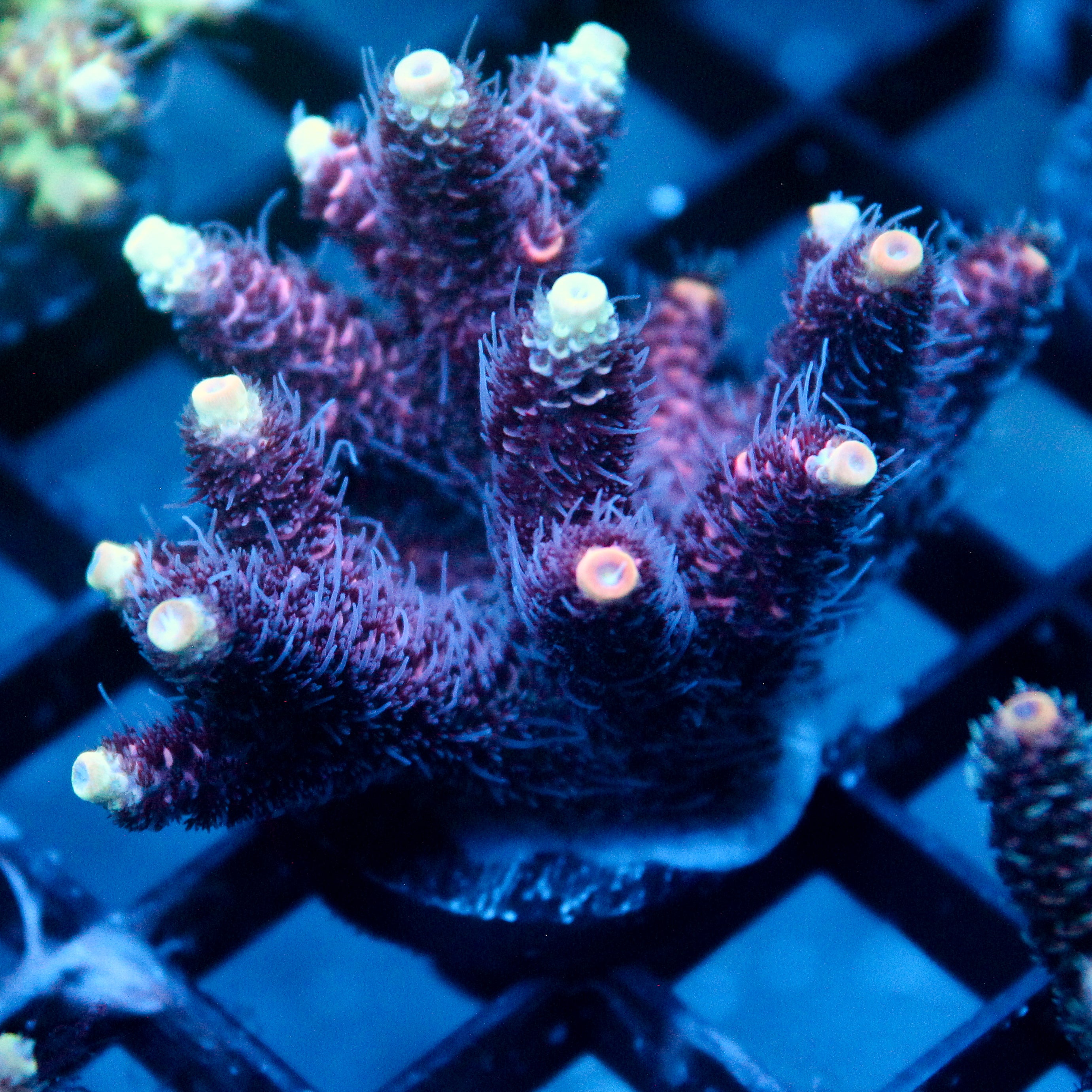 JC Hyacinth Acro