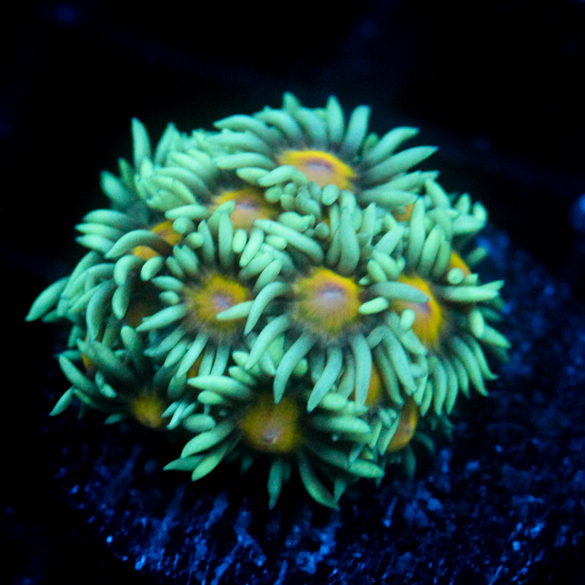 JC Sunflower Goni