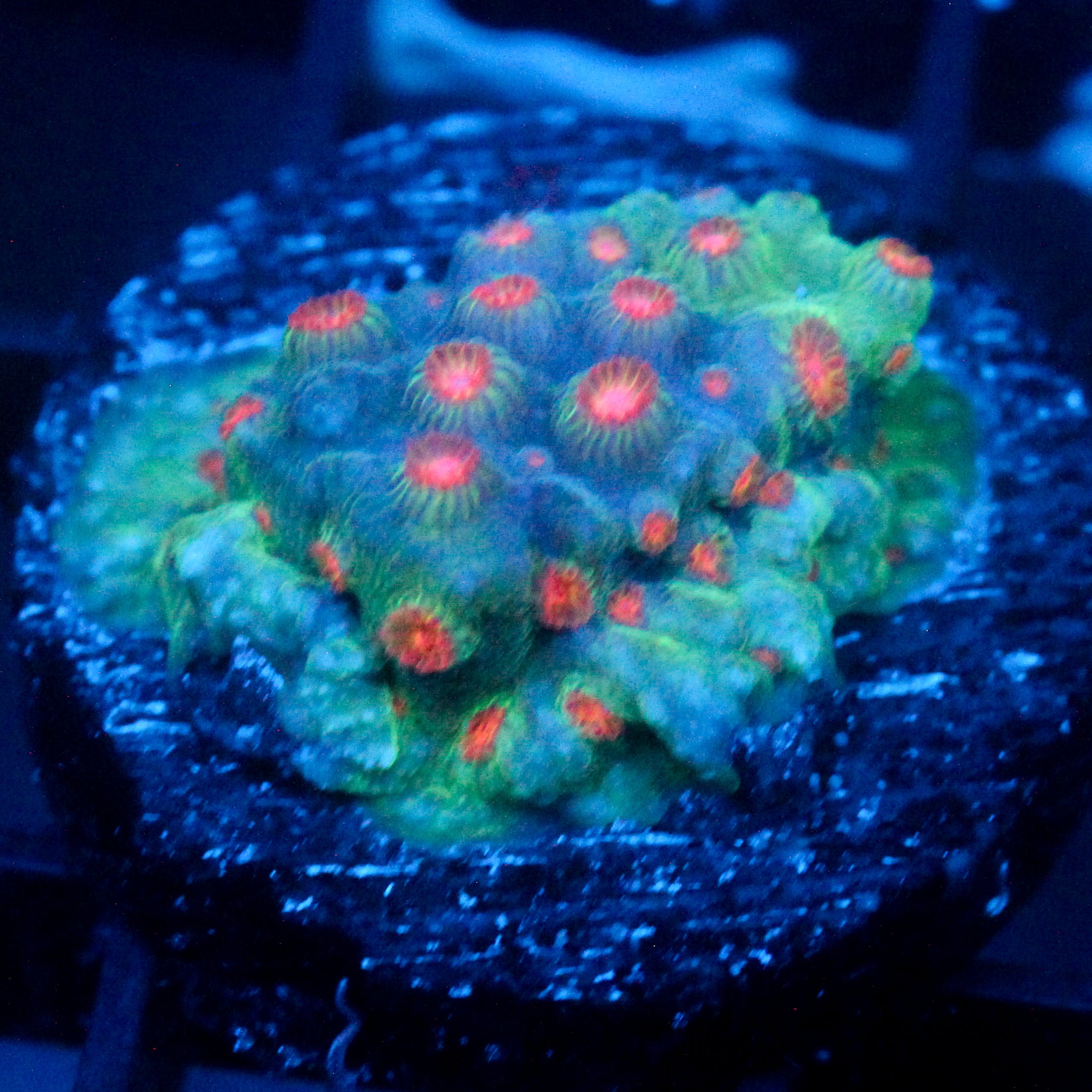 JC Evil Swarm Cyphastrea