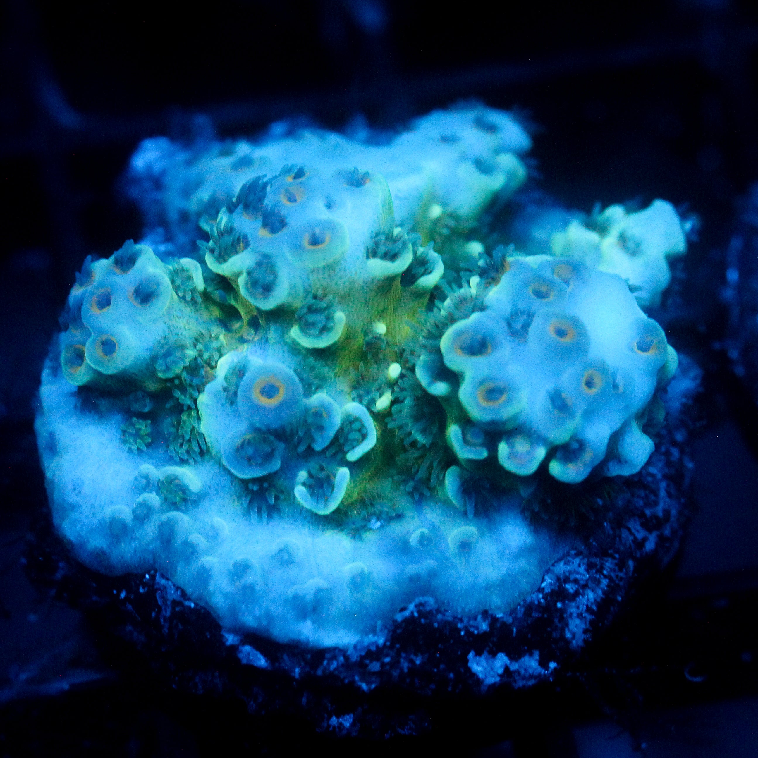 JC Green Demon Acro