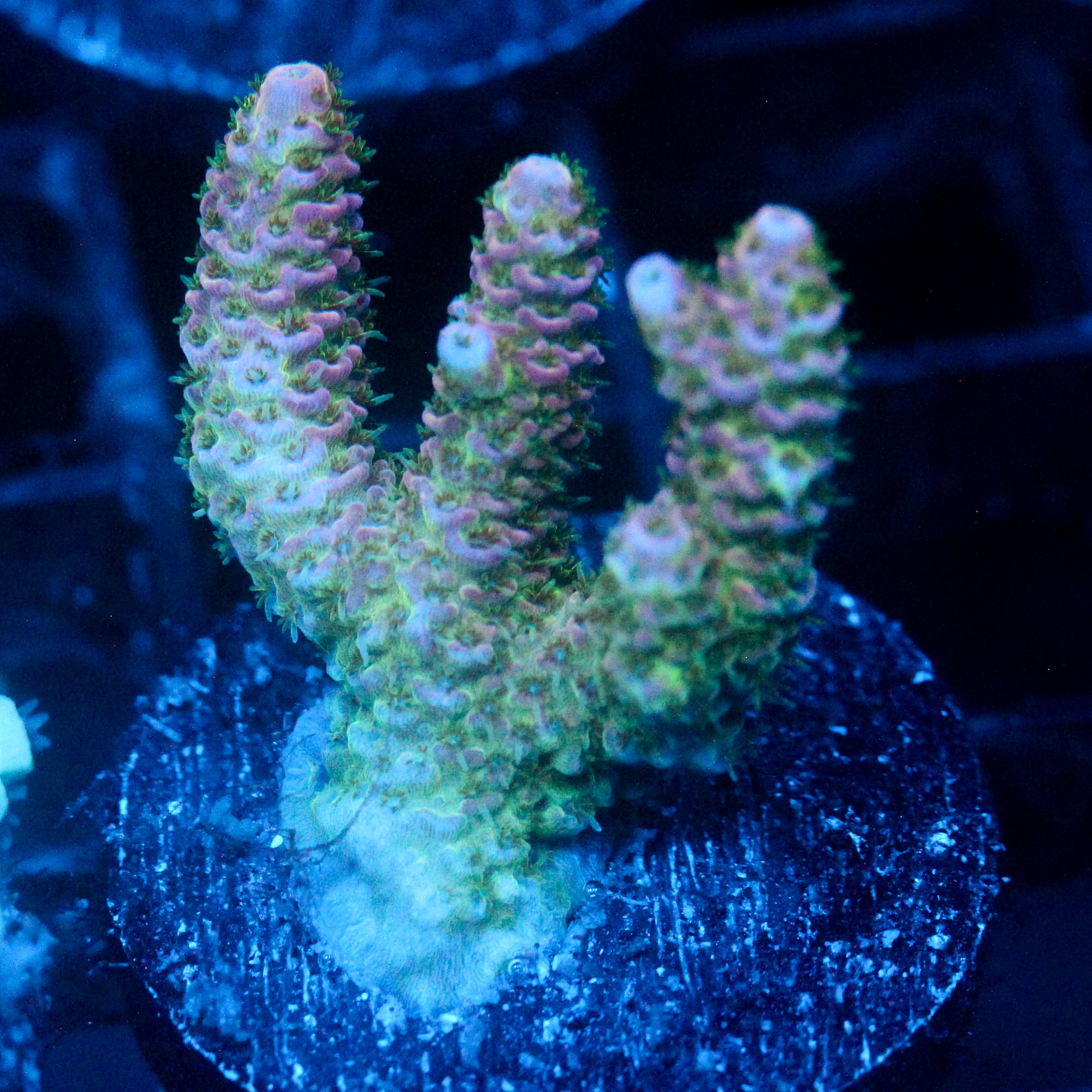JC Wild One Acro