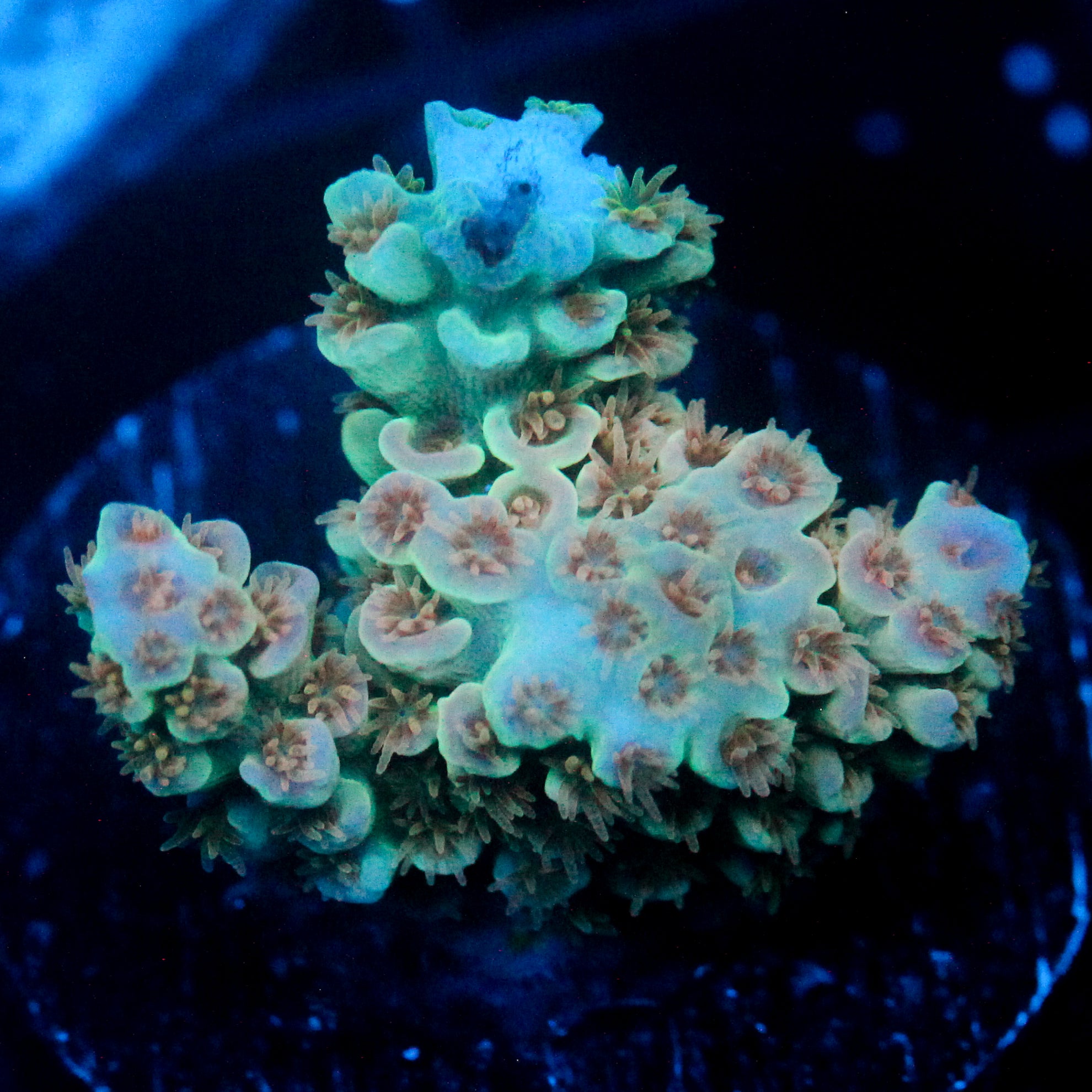 JC Peachy Petals Acro
