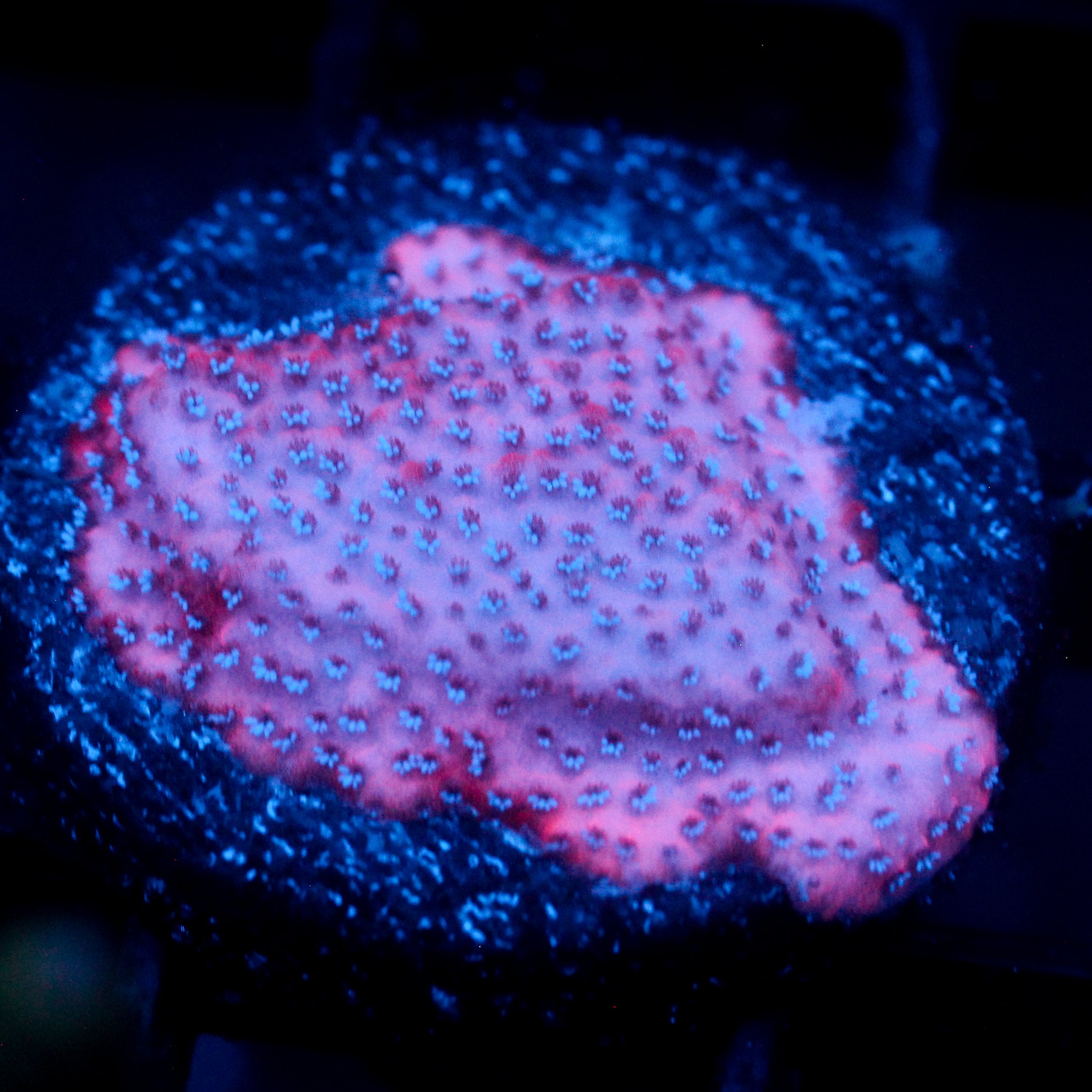 JC Mystic Sunset Montipora