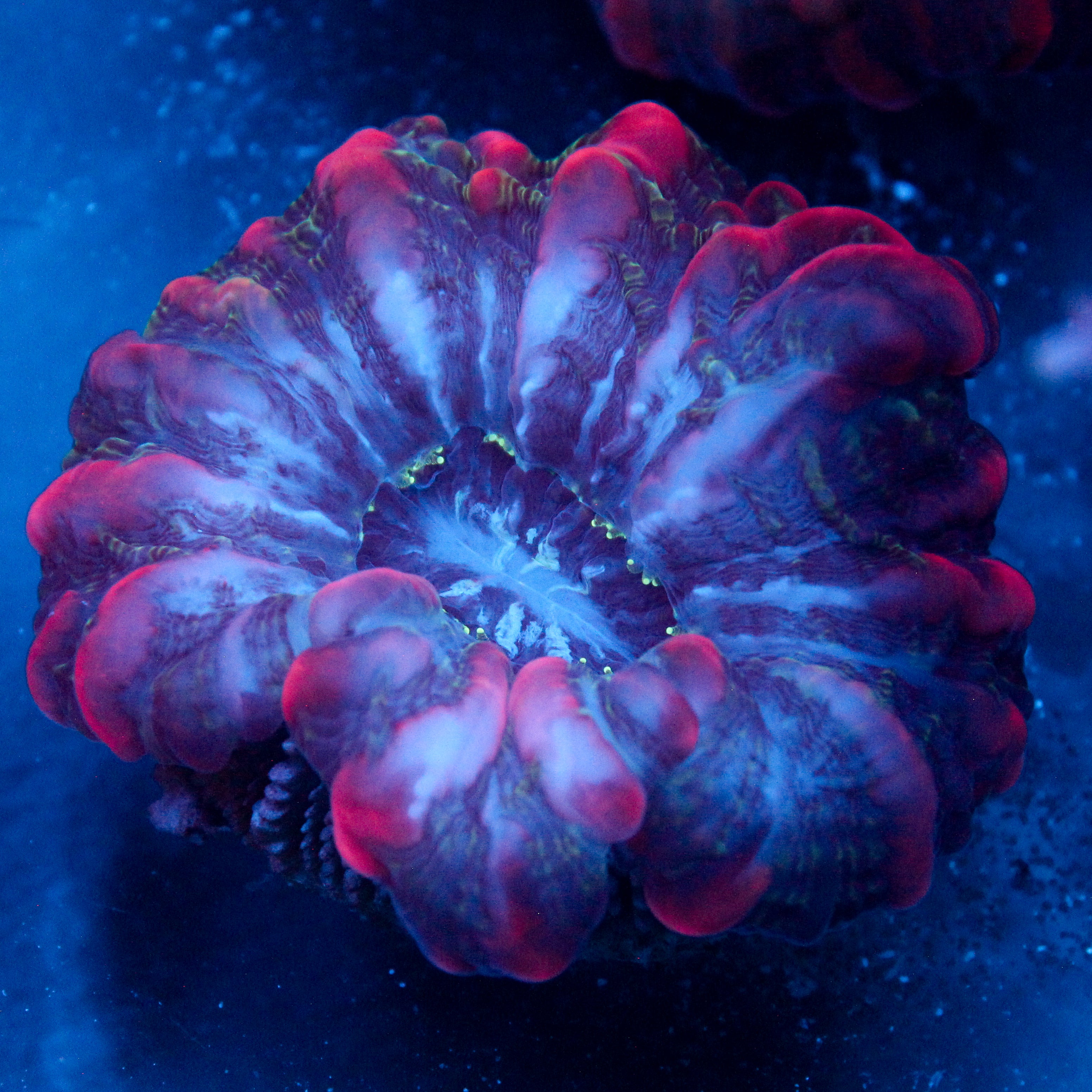 JC Matter Gobbler Indophyllia