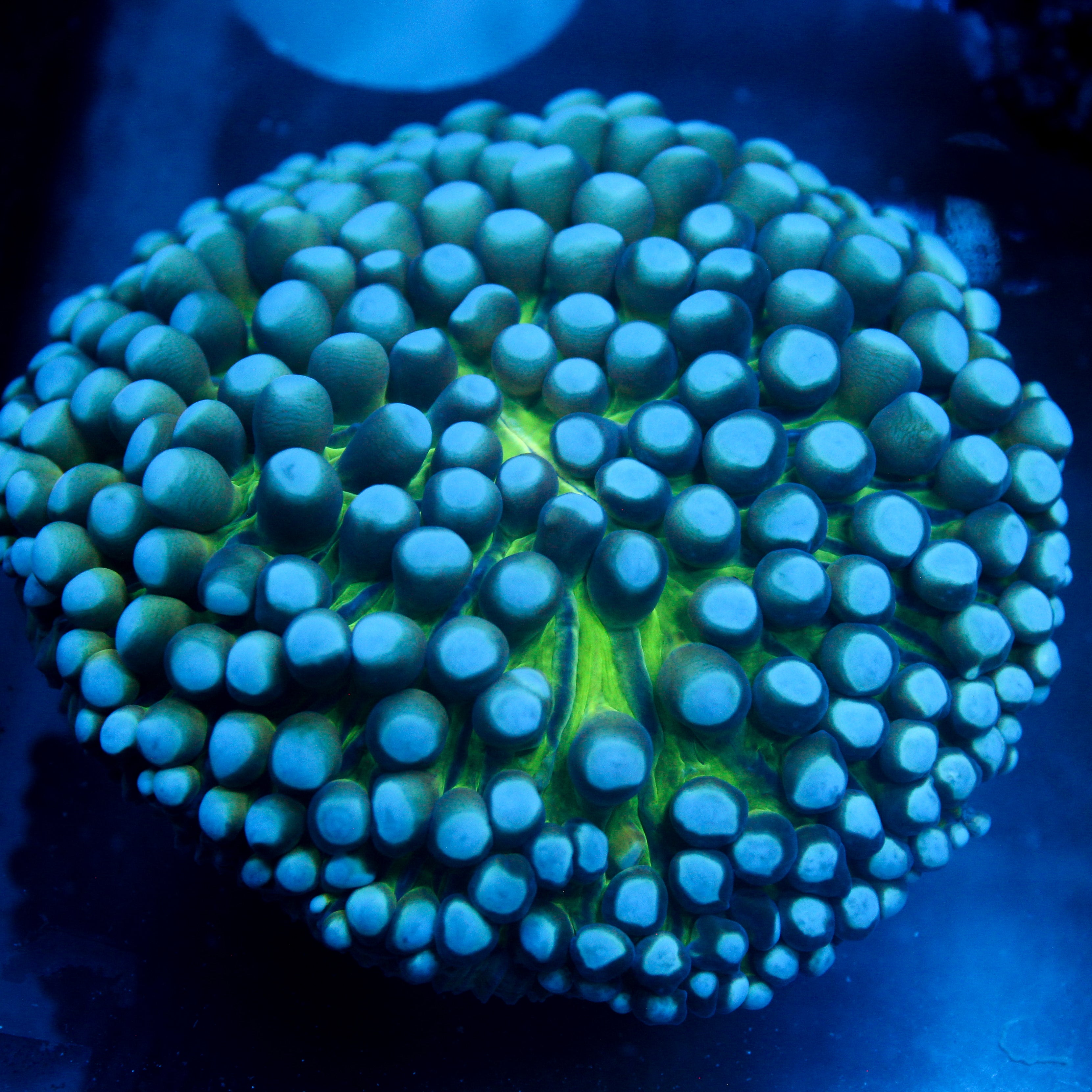 JC Sinestro Helio Fungia
