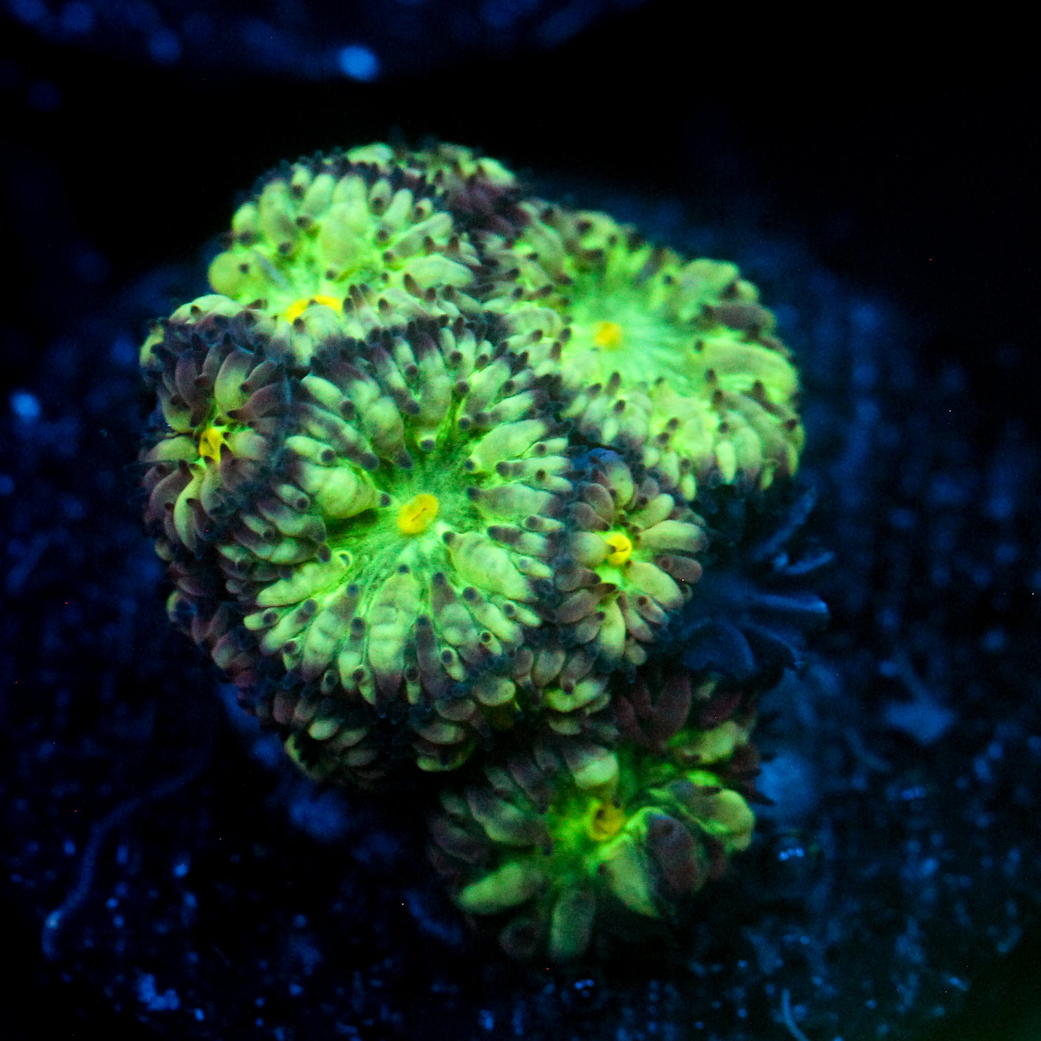 JC Hyper Green Blasto Merletti