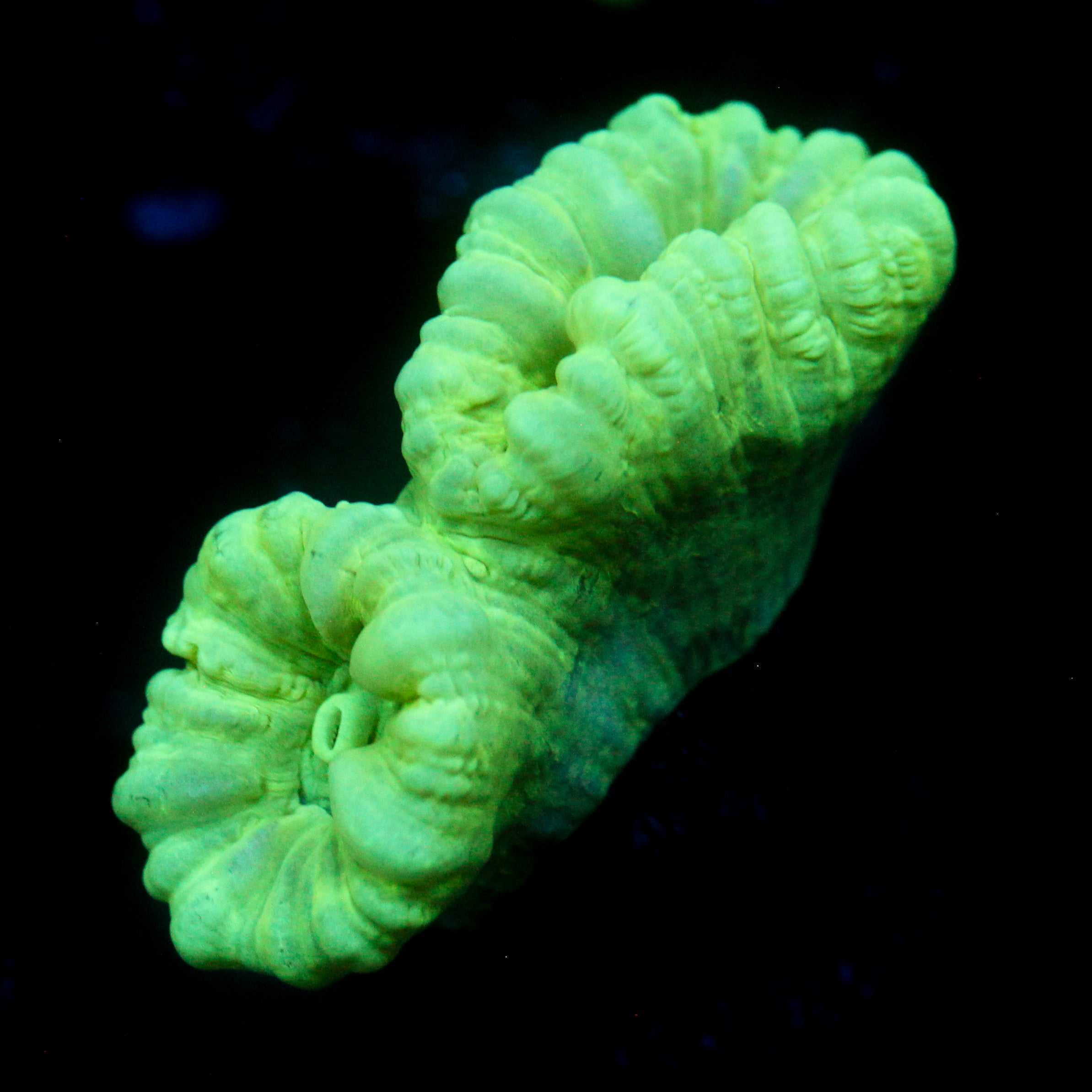 JC Neon Trumpet Coral