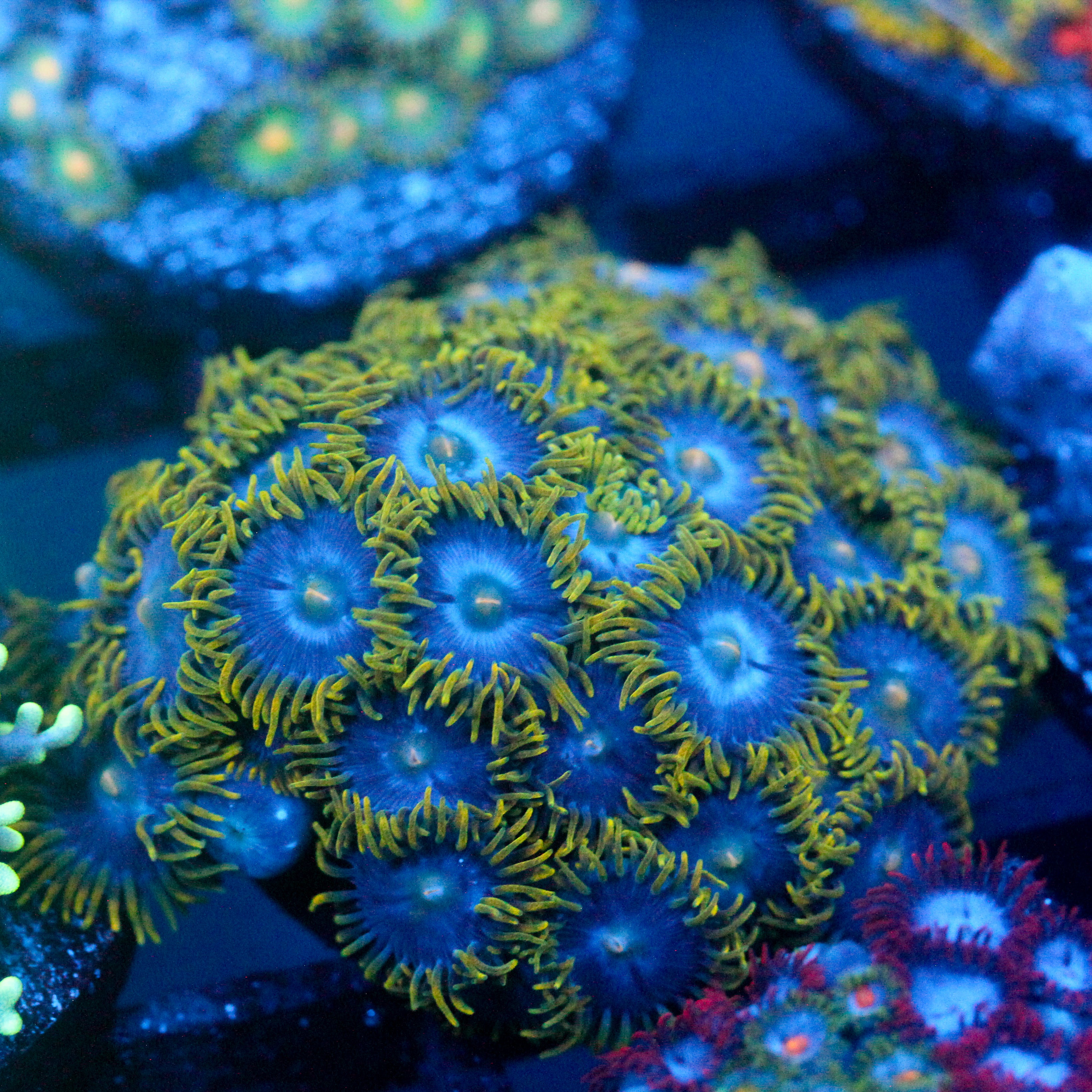 JC Gold Gobbler Zoanthid