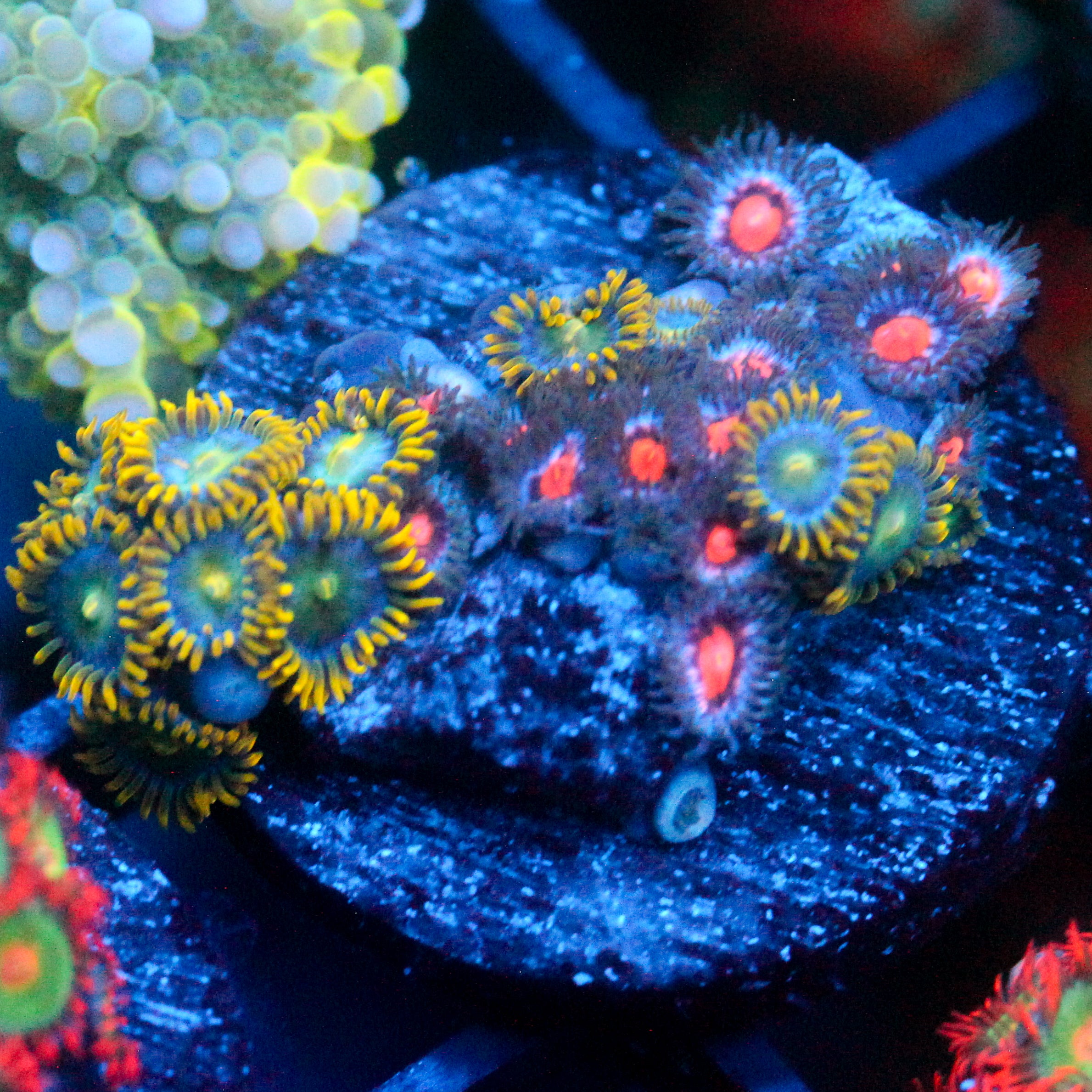 JC Saturn Zoanthid