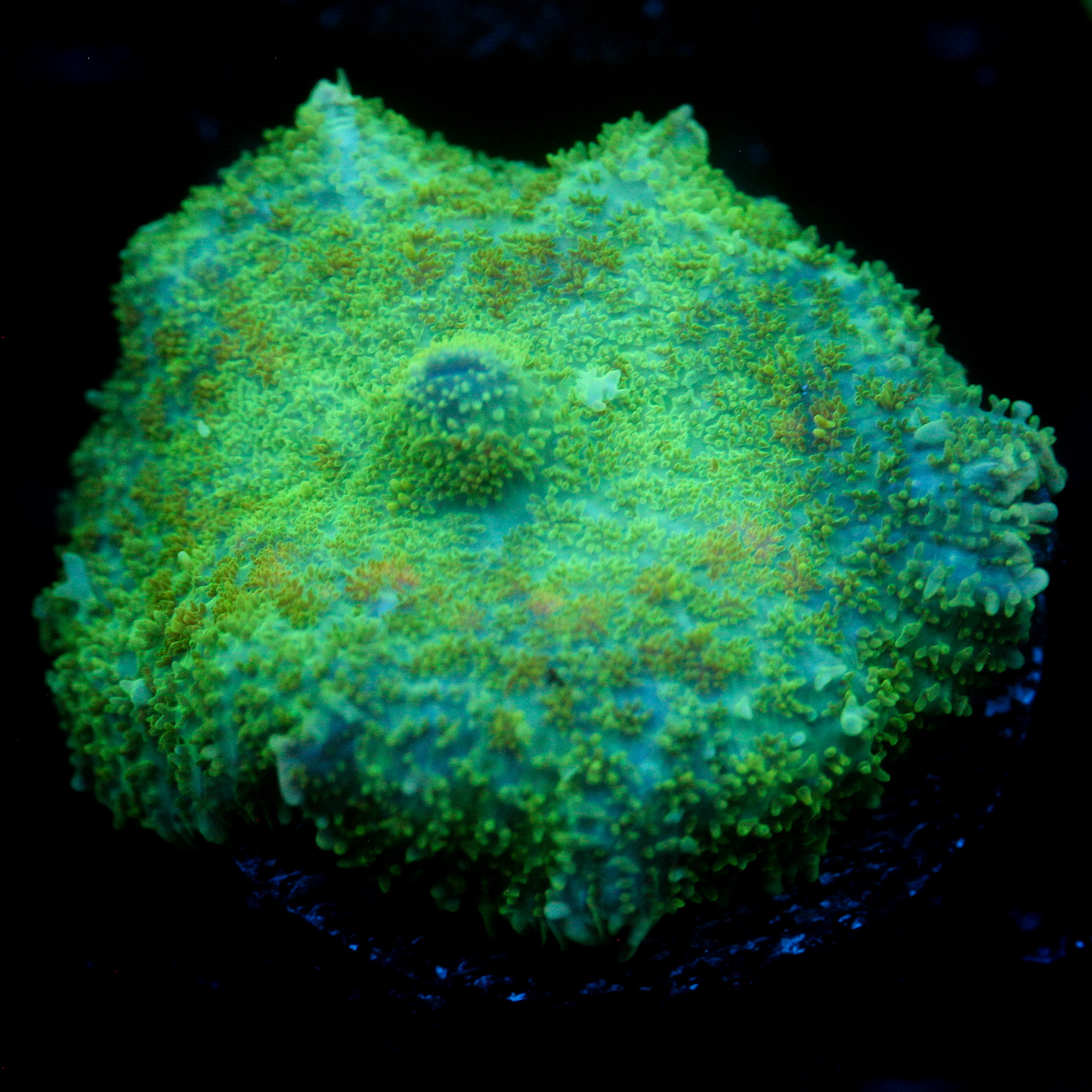 JC Lush Biome Rhodactis