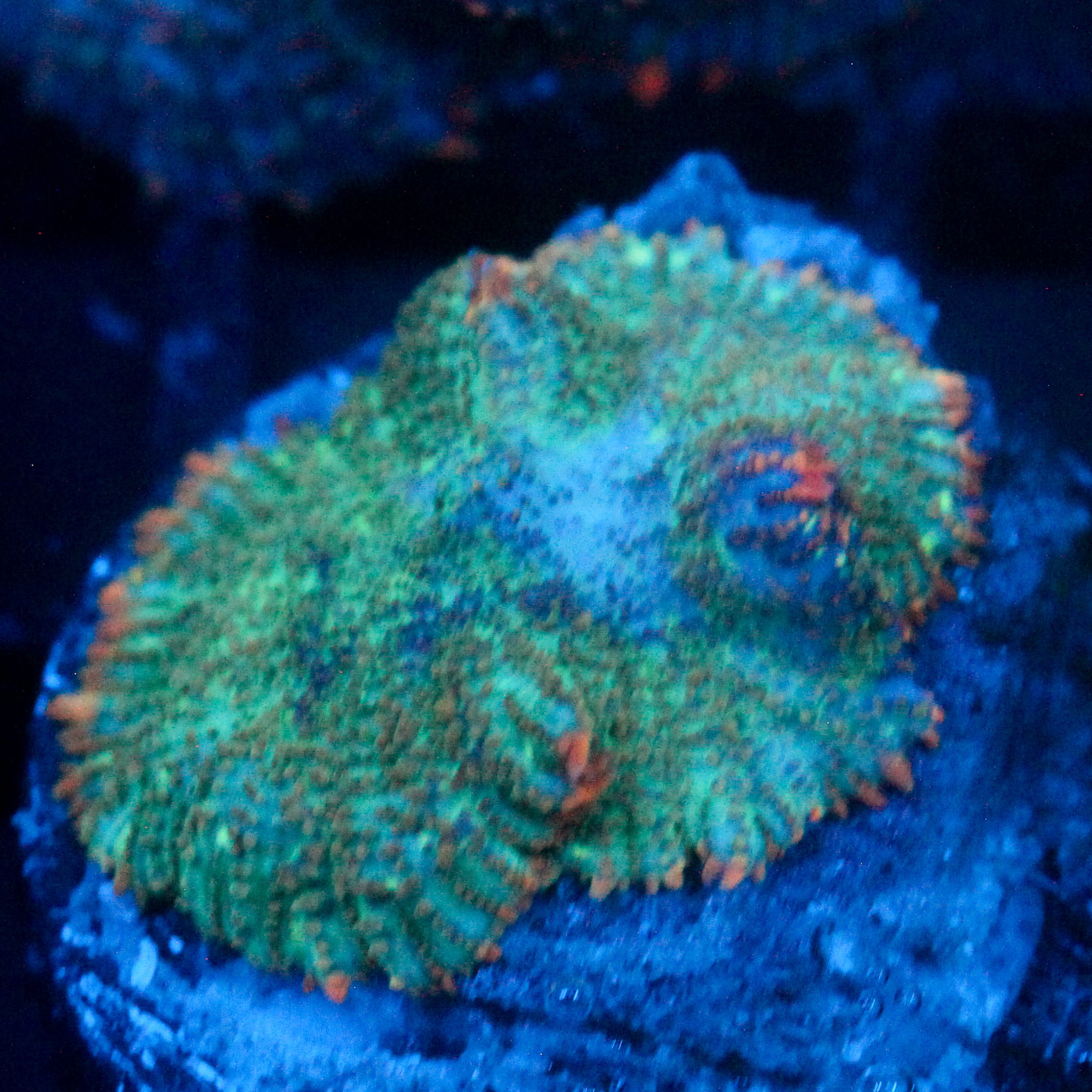 JC Cuprum Calamity Rhodactis