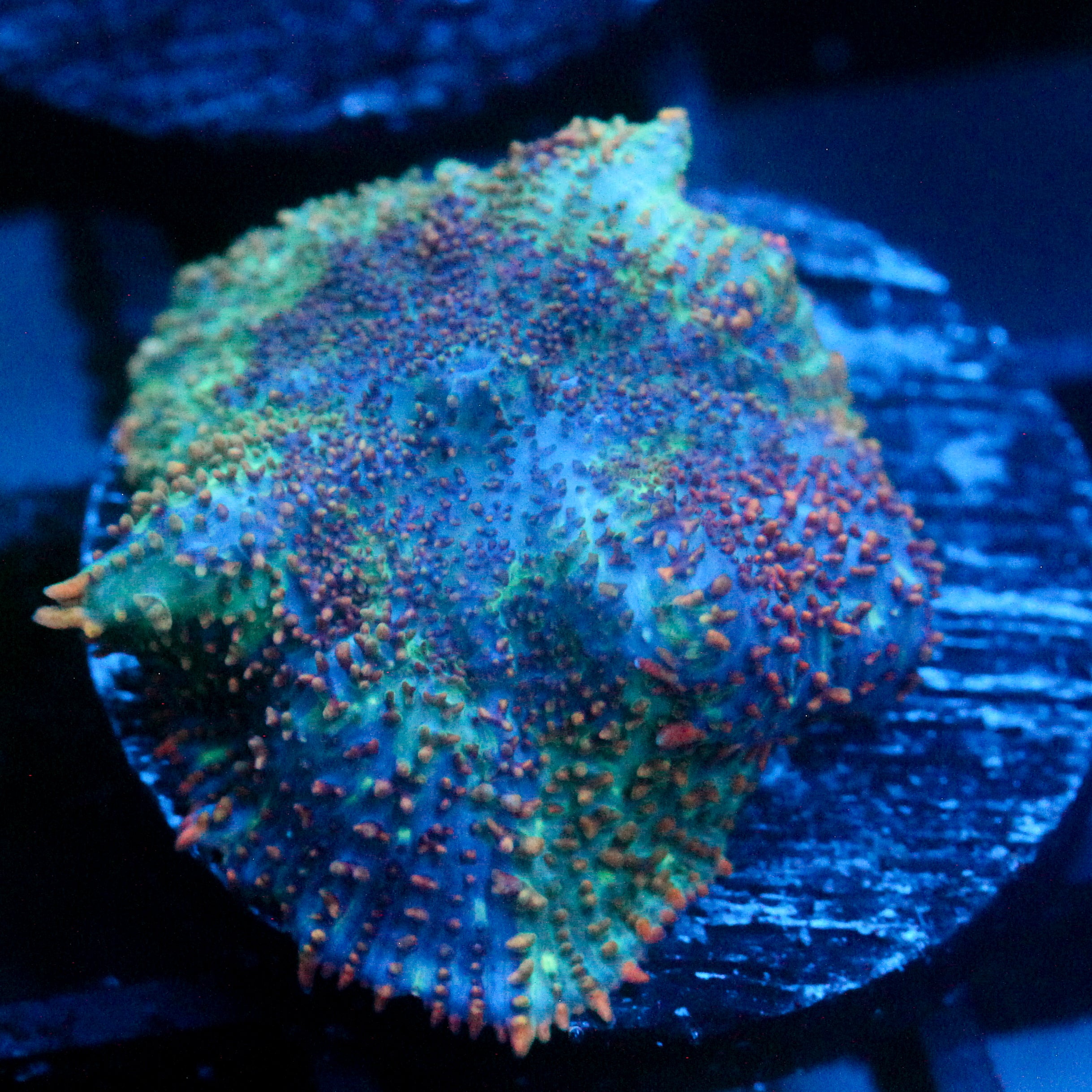 JC Cuprum Calamity Rhodactis