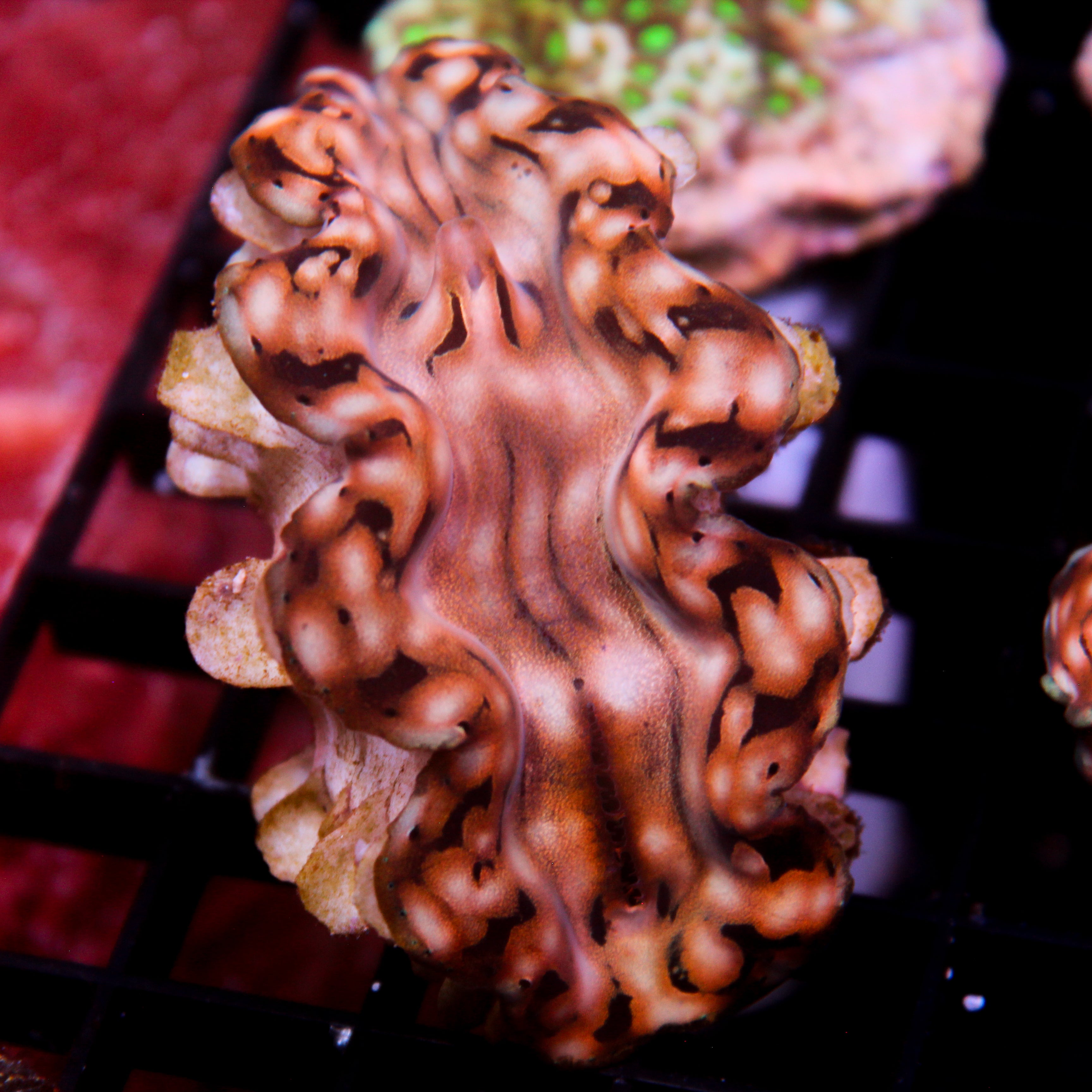JC Biota Squamosa