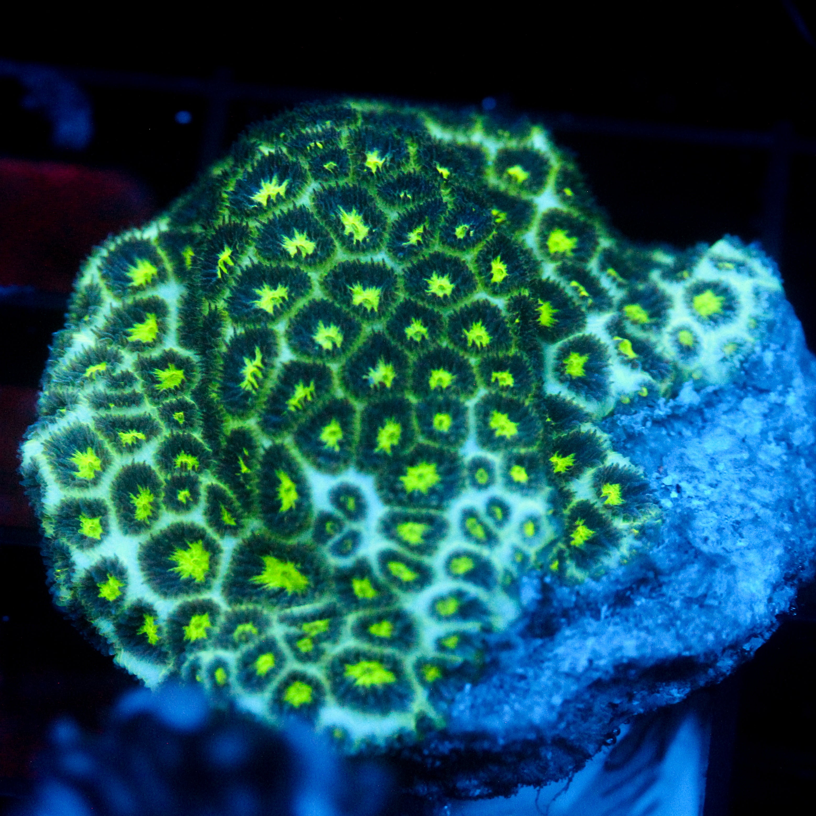 JC Biota Green Necron Leptastrea