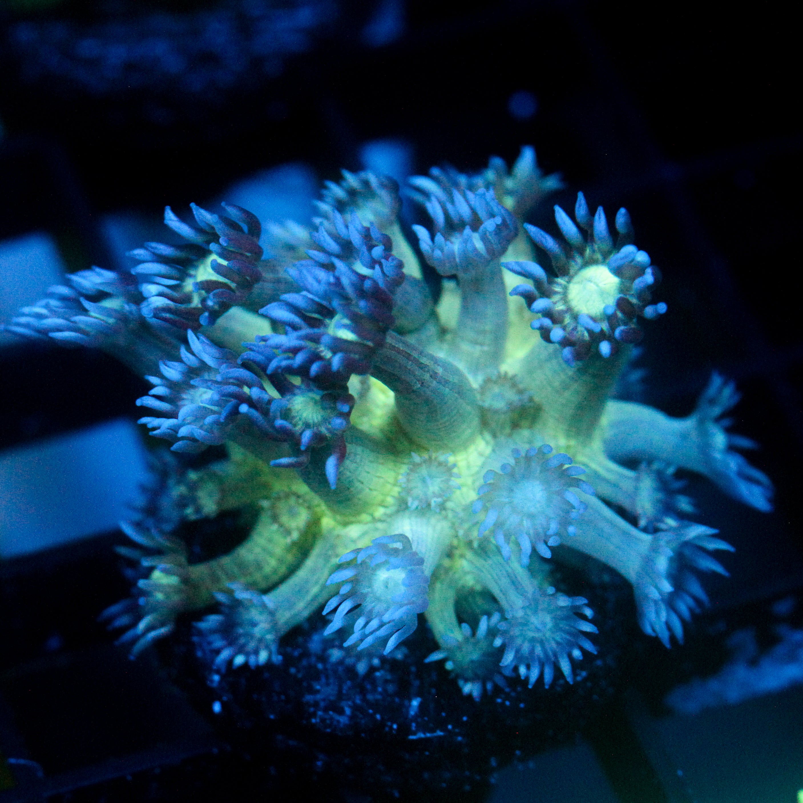 JC Peacock Goni