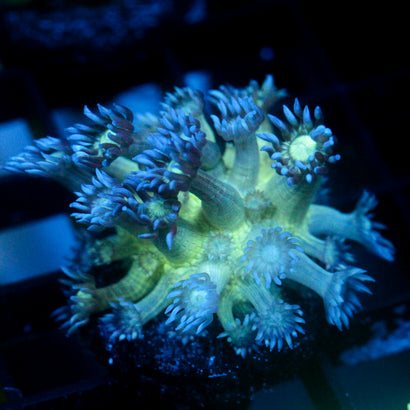 JC Peacock Goni