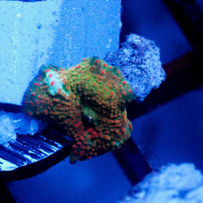 JC Chicken Pox Discosoma