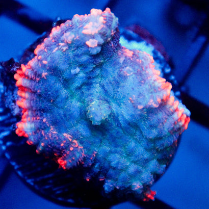 Toxic Blood Mushroom