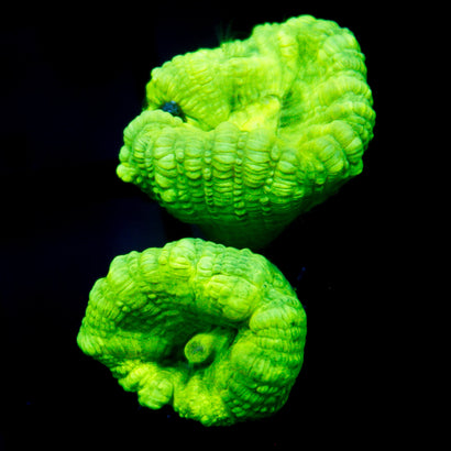JC Trumpet Coral