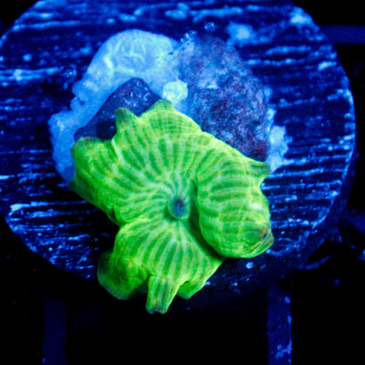 JC Water Melon Rind Mushroom