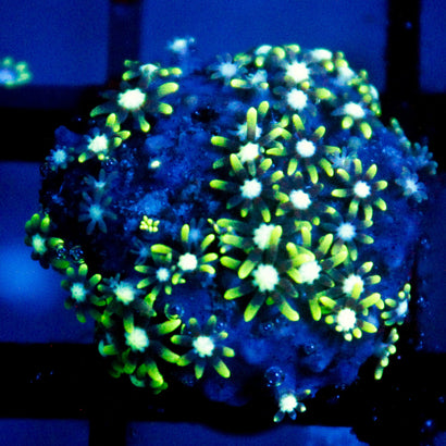 JC Star Polyp