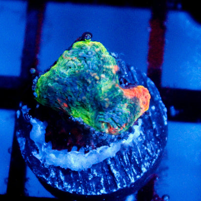 JC Rainbow Echinata