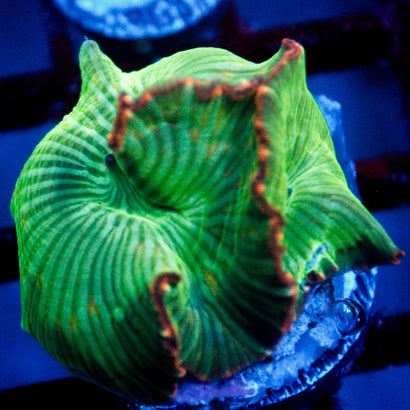 JC Water Melon Rind Mushroom