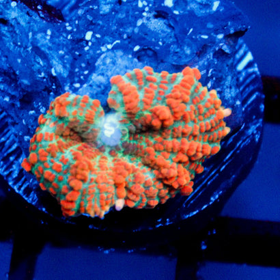 JC Wild Sunset Rhodactis