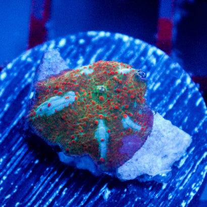 JC Chicken Pox Discosoma