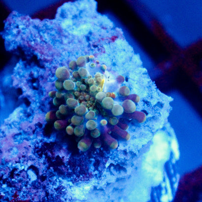 JC Baby Bubble Bath Yuma