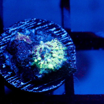 Double Baby Neptune Bounce Mushroom