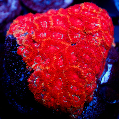 JC Red Acan Colony