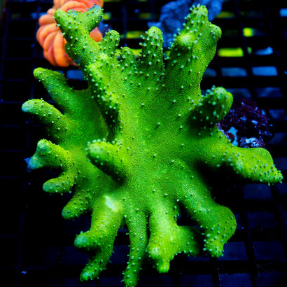 JC XL Devils Hand Lobophytum