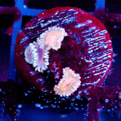 JC Blue Seam Zoanthid