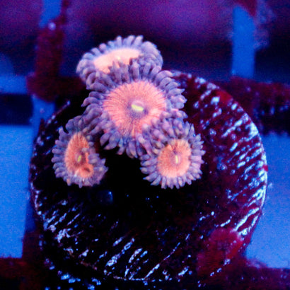 JC Amber Bliss Zoanthid
