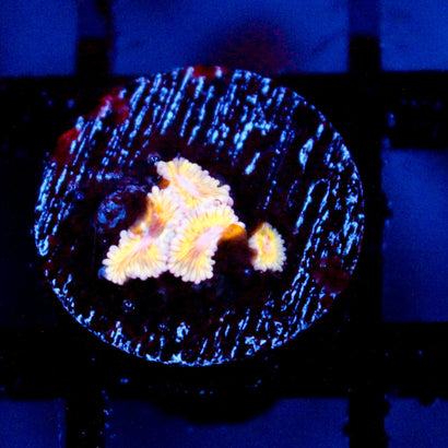 JC lemonade Zoanthid