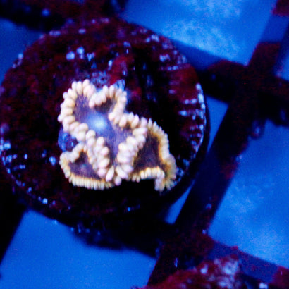 JC Mesosphere Zoanthid