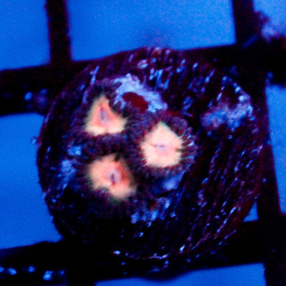 JC Peach Bellini Zoanthid