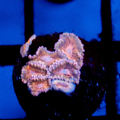 JC Pink Seam Zoanthid
