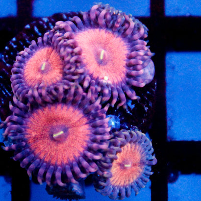 JC Amber Bliss Zoanthid