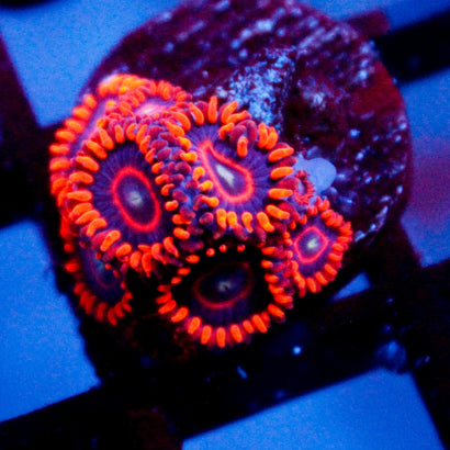 JC Red Hornet Zoanthid