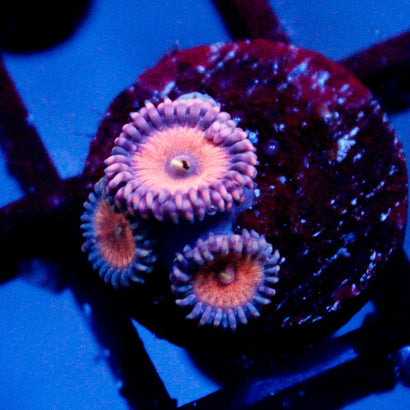JC Amber Bliss Zoanthid