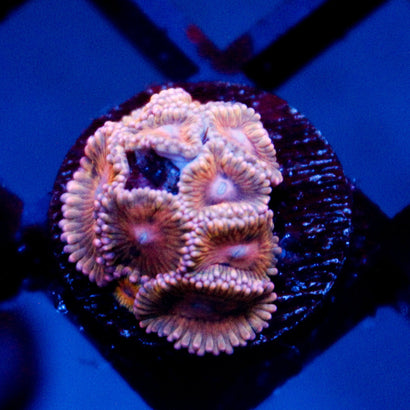 JC Blush Pink Zoanthid