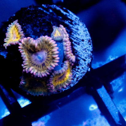 JC Stratocaster Zoanthid