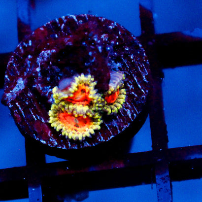 Rainbow Incinerator Zoanthid